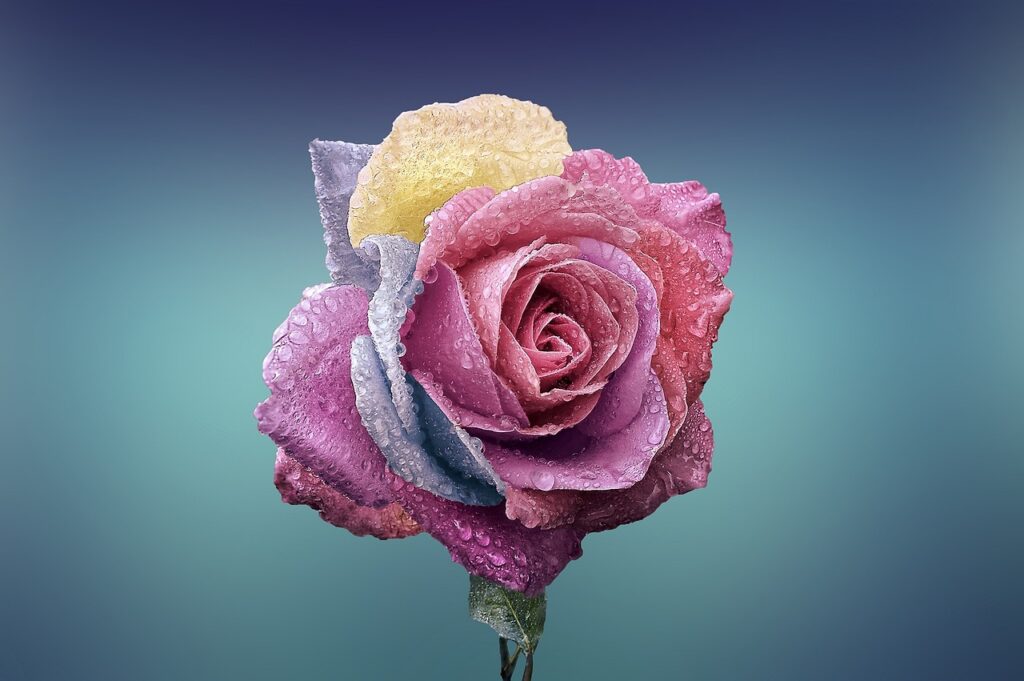 rose, rose flower, flower-729509.jpg
